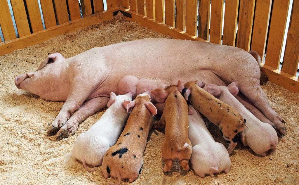 A-sow-feeding-its-piglets..jpg